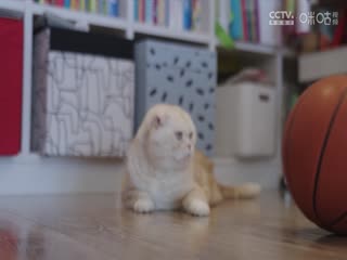 日韓最新gv